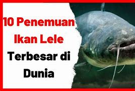 Ikan Lele Terbesar Di Dunia